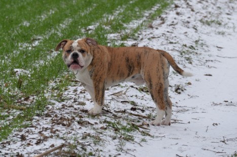 Continental Bulldogs Seeblickbulls Bilderalbum - Paula