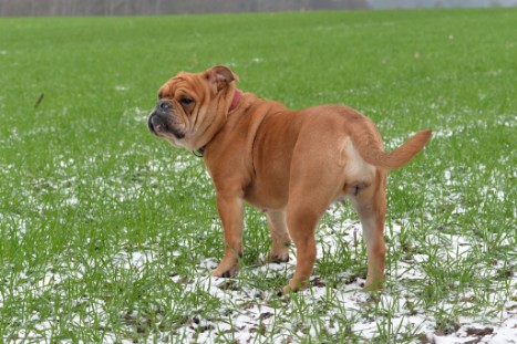 Continental Bulldogs Seeblickbulls Bilderalbum - Paula