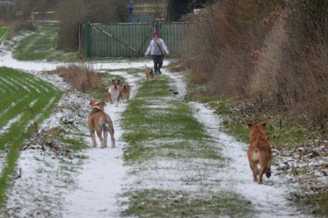 Continental Bulldogs Seeblickbulls Bilderalbum - Paula