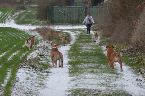 Continental Bulldogs Seeblickbulls Bilderalbum - Paula