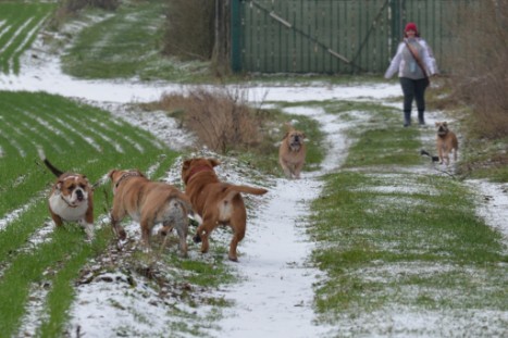 Continental Bulldogs Seeblickbulls Bilderalbum - Paula