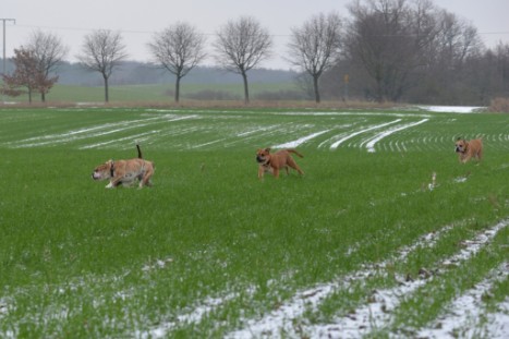 Continental Bulldogs Seeblickbulls Bilderalbum - Paula