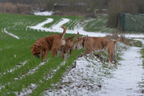 Continental Bulldogs Seeblickbulls Bilderalbum - Paula