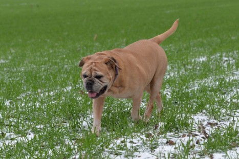 Continental Bulldogs Seeblickbulls Bilderalbum - Paula