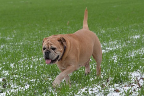 Continental Bulldogs Seeblickbulls Bilderalbum - Paula