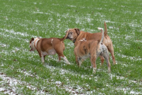 Continental Bulldogs Seeblickbulls Bilderalbum - Paula