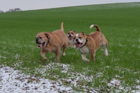 Continental Bulldogs Seeblickbulls Bilderalbum - Paula