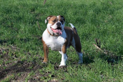 Continental Bulldogs Seeblickbulls Bilderalbum - Paula