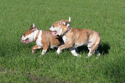 Continental Bulldogs Seeblickbulls Bilderalbum - Paula