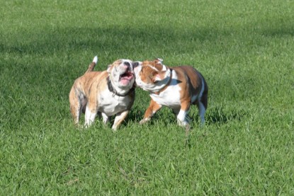 Continental Bulldogs Seeblickbulls Bilderalbum - Paula