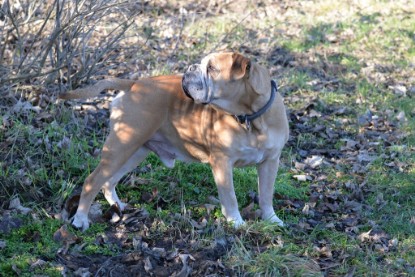 Continental Bulldogs Seeblickbulls Bilderalbum - Paula