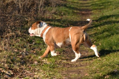 Continental Bulldogs Seeblickbulls Bilderalbum - Paula