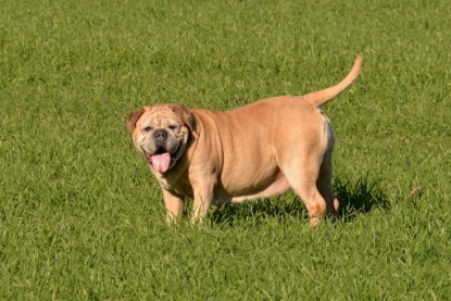 Continental Bulldogs Seeblickbulls Bilderalbum - Paula