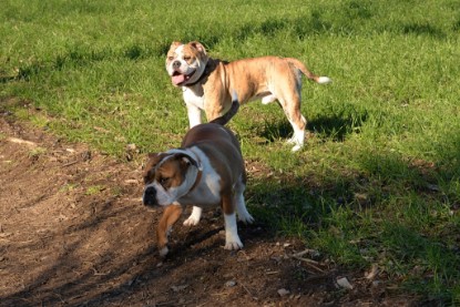 Continental Bulldogs Seeblickbulls Bilderalbum - Paula