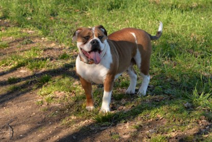 Continental Bulldogs Seeblickbulls Bilderalbum - Paula