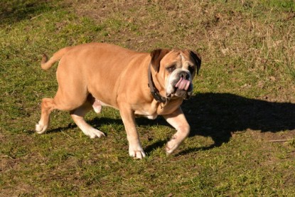 Continental Bulldogs Seeblickbulls Bilderalbum - Paula