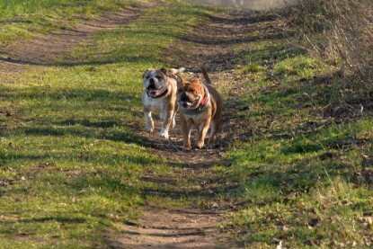 Continental Bulldogs Seeblickbulls Bilderalbum - Paula