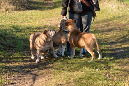 Continental Bulldogs Seeblickbulls Bilderalbum - Paula