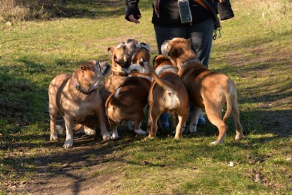 Continental Bulldogs Seeblickbulls Bilderalbum - Paula