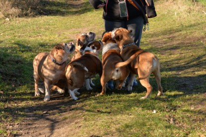 Continental Bulldogs Seeblickbulls Bilderalbum - Paula