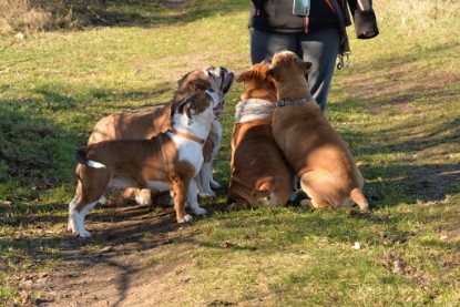 Continental Bulldogs Seeblickbulls Bilderalbum - Paula