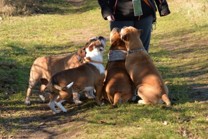 Continental Bulldogs Seeblickbulls Bilderalbum - Paula