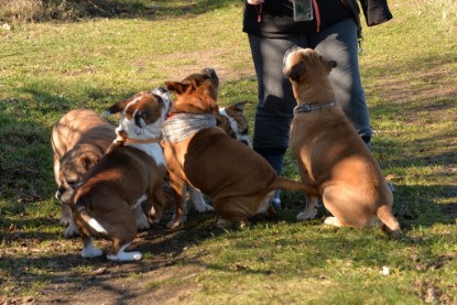 Continental Bulldogs Seeblickbulls Bilderalbum - Paula