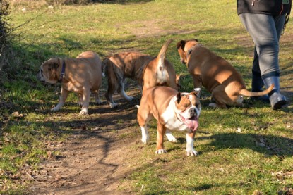 Continental Bulldogs Seeblickbulls Bilderalbum - Paula