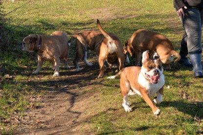 Continental Bulldogs Seeblickbulls Bilderalbum - Paula