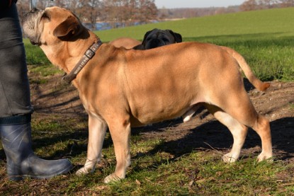 Continental Bulldogs Seeblickbulls Bilderalbum - Paula