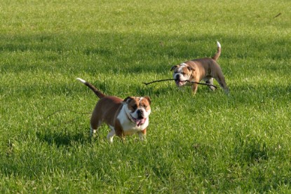 Continental Bulldogs Seeblickbulls Bilderalbum - Paula