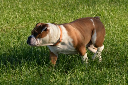 Continental Bulldogs Seeblickbulls Bilderalbum - Paula