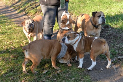 Continental Bulldogs Seeblickbulls Bilderalbum - Paula