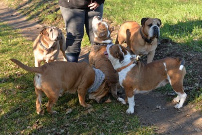 Continental Bulldogs Seeblickbulls Bilderalbum - Paula