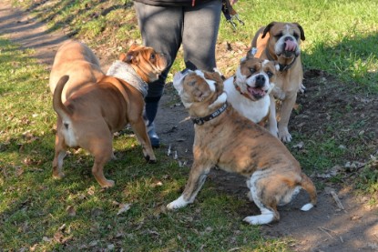 Continental Bulldogs Seeblickbulls Bilderalbum - Paula