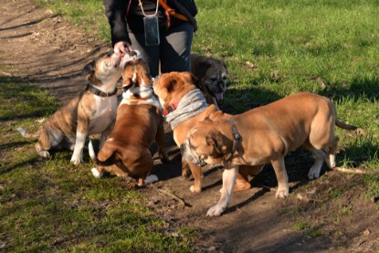 Continental Bulldogs Seeblickbulls Bilderalbum - Paula