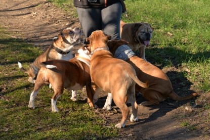 Continental Bulldogs Seeblickbulls Bilderalbum - Paula