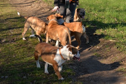 Continental Bulldogs Seeblickbulls Bilderalbum - Paula