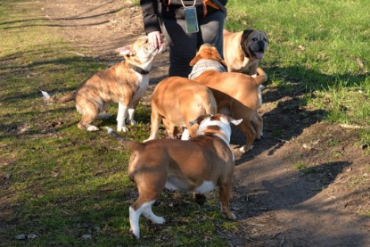 Continental Bulldogs Seeblickbulls Bilderalbum - Paula