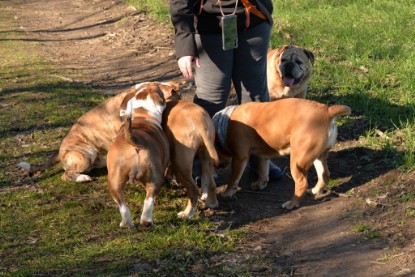 Continental Bulldogs Seeblickbulls Bilderalbum - Paula