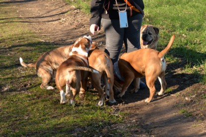 Continental Bulldogs Seeblickbulls Bilderalbum - Paula