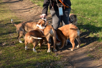 Continental Bulldogs Seeblickbulls Bilderalbum - Paula