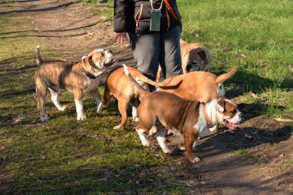 Continental Bulldogs Seeblickbulls Bilderalbum - Paula