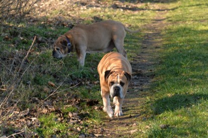 Continental Bulldogs Seeblickbulls Bilderalbum - Paula