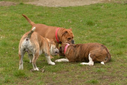 Continental Bulldogs Seeblickbulls Bilderalbum - Charlotte, Frauke, Liesbeth und Mortimer