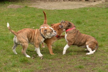 Continental Bulldogs Seeblickbulls Bilderalbum - Charlotte, Frauke, Liesbeth und Mortimer