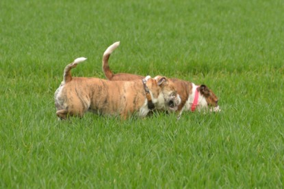 Continental Bulldogs Seeblickbulls Bilderalbum - Charlotte, Frauke, Liesbeth und Mortimer