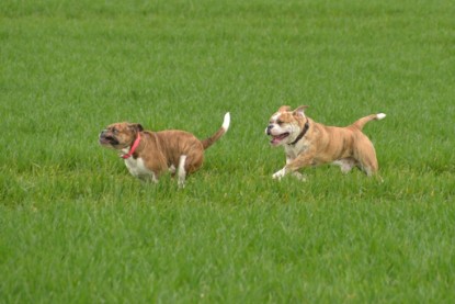 Continental Bulldogs Seeblickbulls Bilderalbum - Charlotte, Frauke, Liesbeth und Mortimer