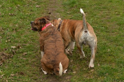 Continental Bulldogs Seeblickbulls Bilderalbum - Charlotte, Frauke, Liesbeth und Mortimer