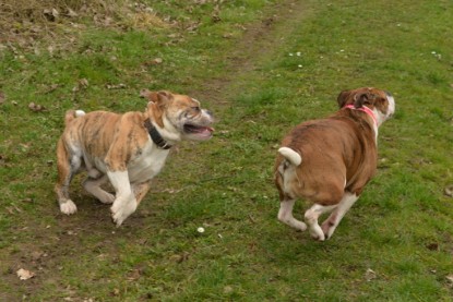 Continental Bulldogs Seeblickbulls Bilderalbum - Charlotte, Frauke, Liesbeth und Mortimer